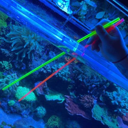 Pointeur de corail acrylique