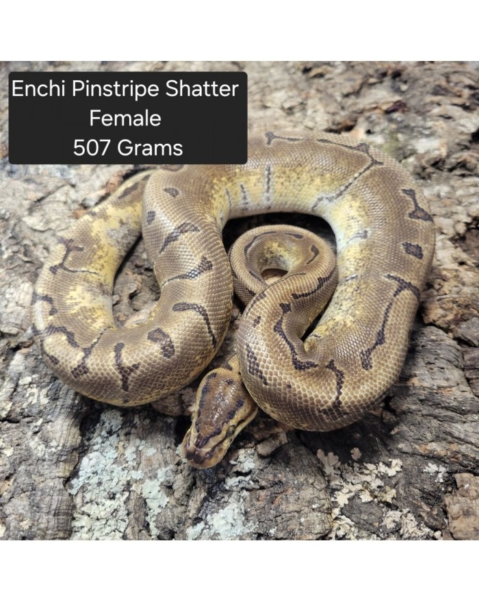 Ball Python - Enchi Pinstripe Shatter - Female