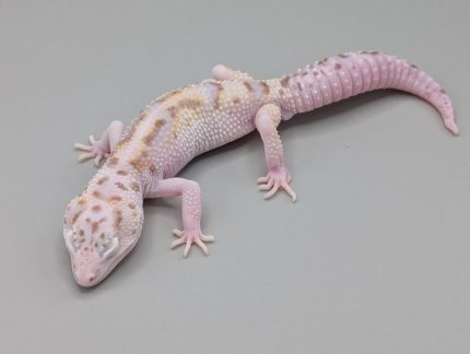 Leopard Gecko - Mack Snow White and Yellow Radar - Female