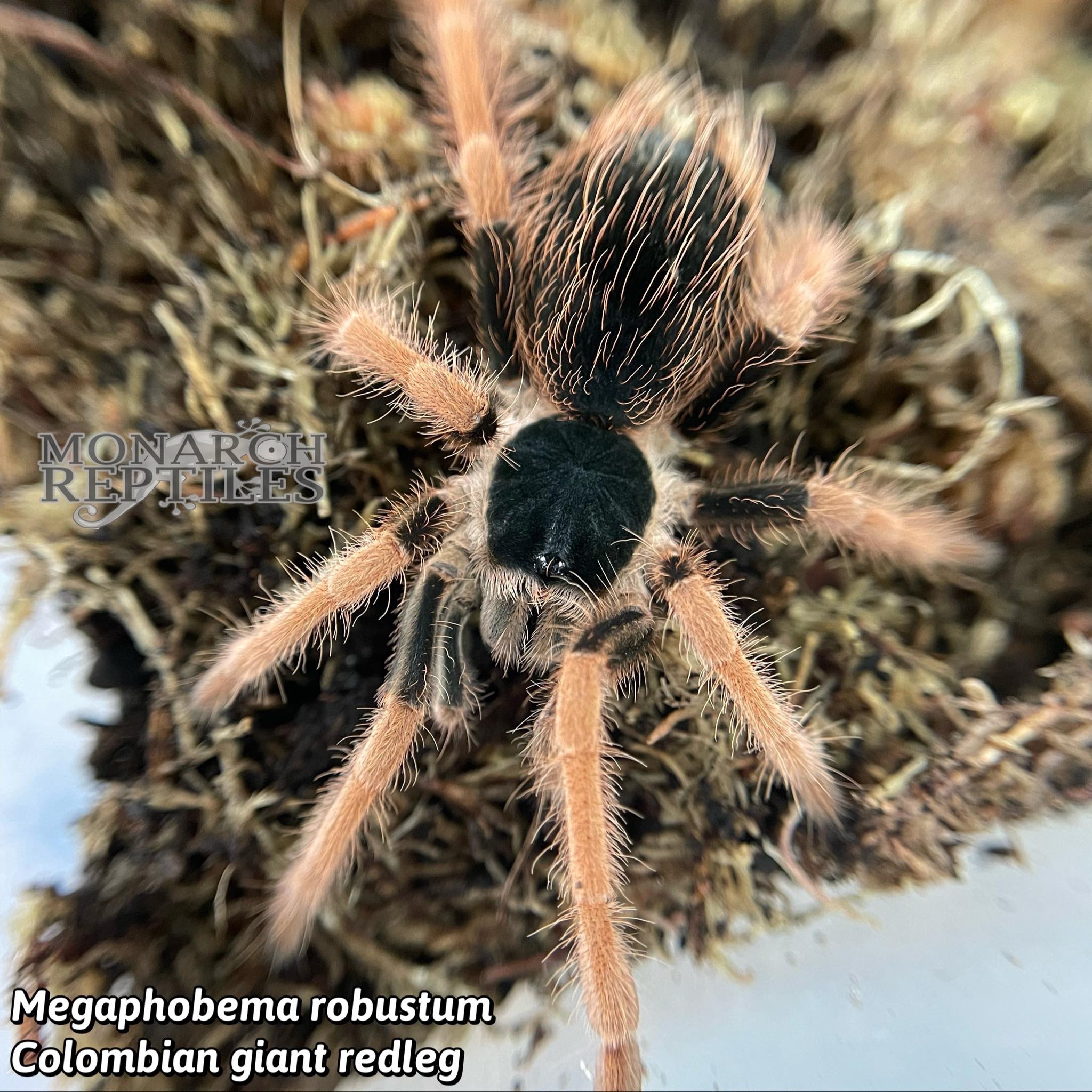 Megaphobema Robustum  - Columbian Giant Redleg 2'' ( New World)