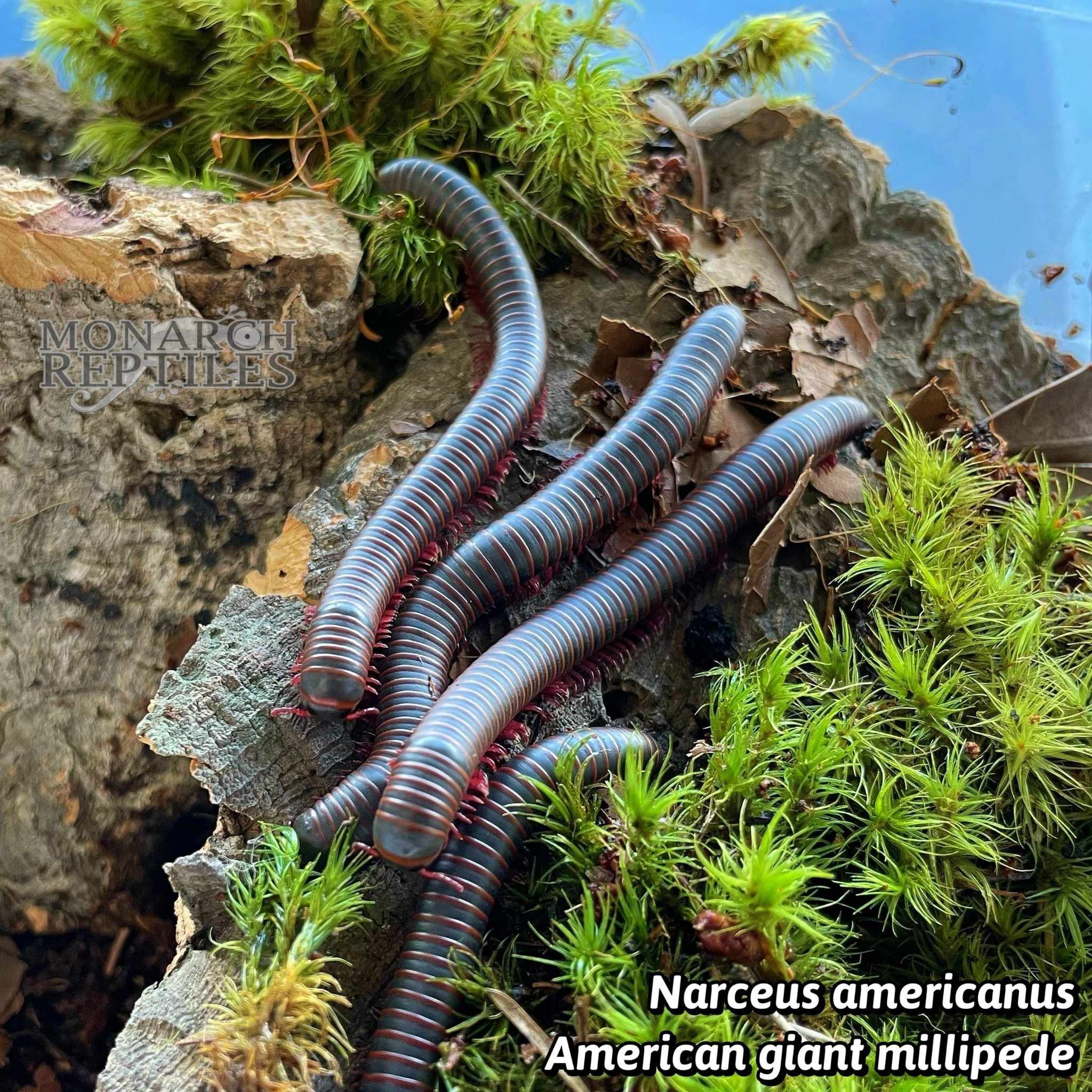Narceus Americanus   American Giant Millipede