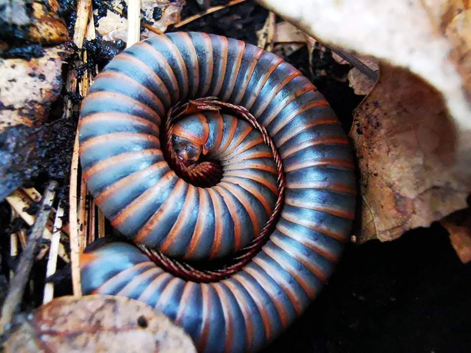 Narceus Americanus - North American Giant Millipede