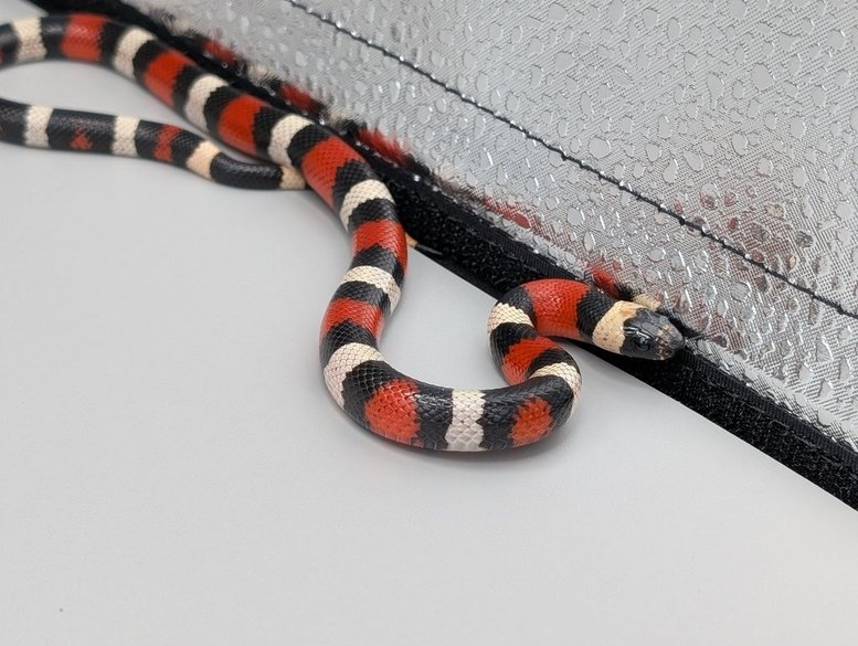 Milksnake- Pueblan - Male