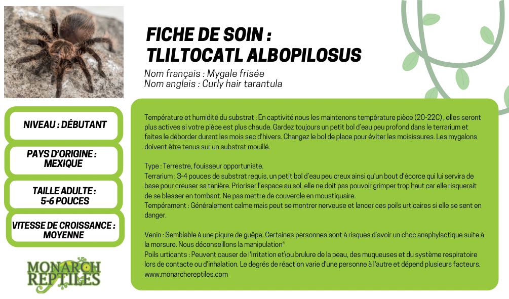 Tliltocatl Albopilosus - Curly Hair  5'' (New World)