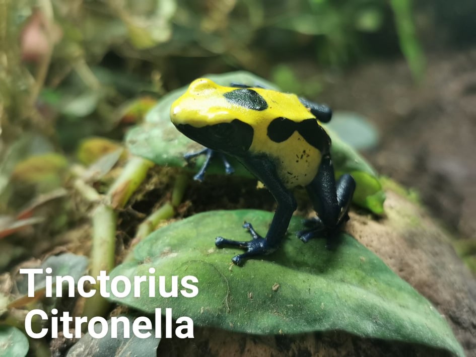 Dart Frog - Tinctorius Citronella