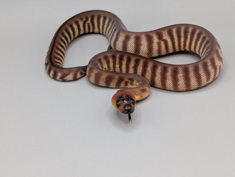 Python - Woma - Female