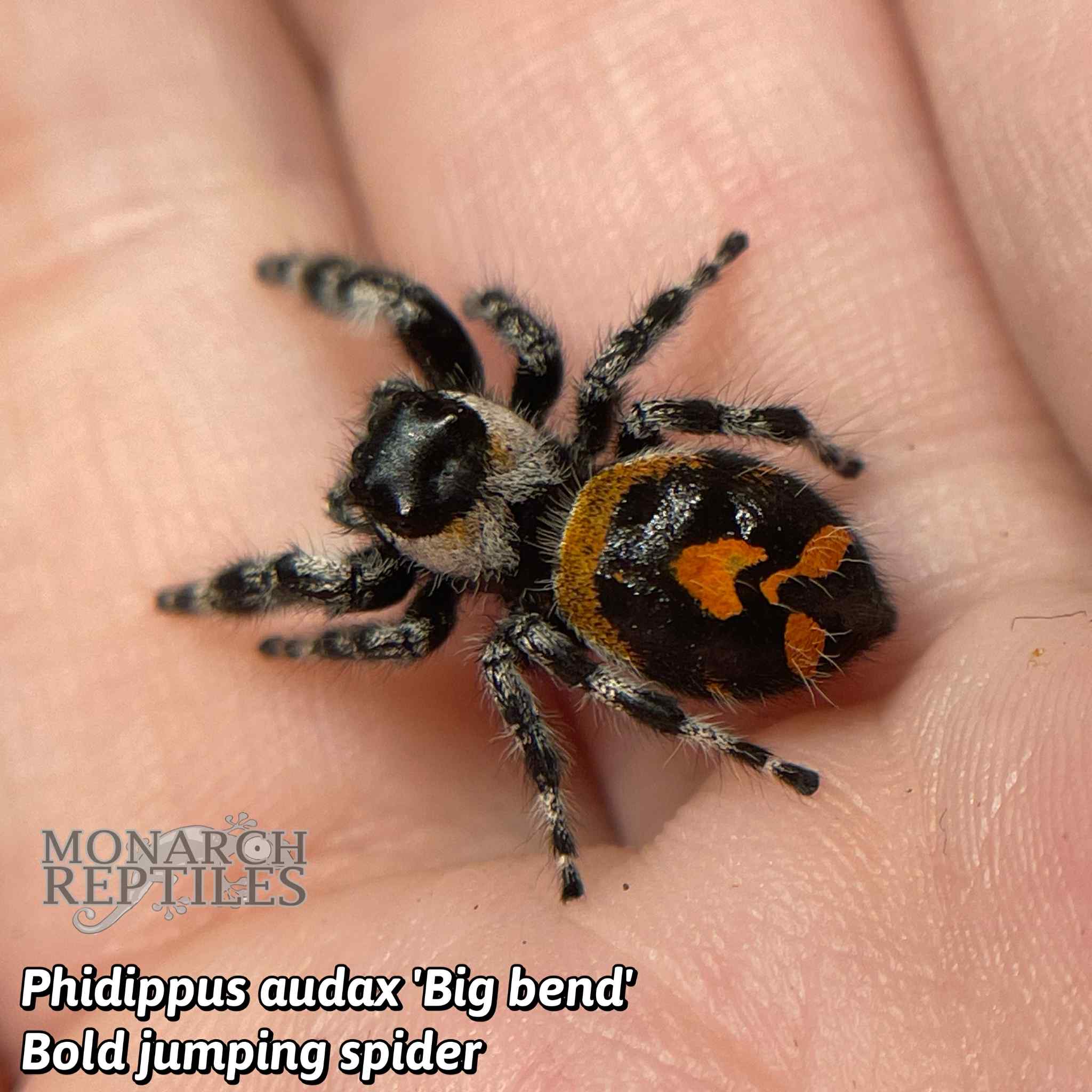 Phidippus Audax -Big Bend -  Bold Jumping Spider - CB