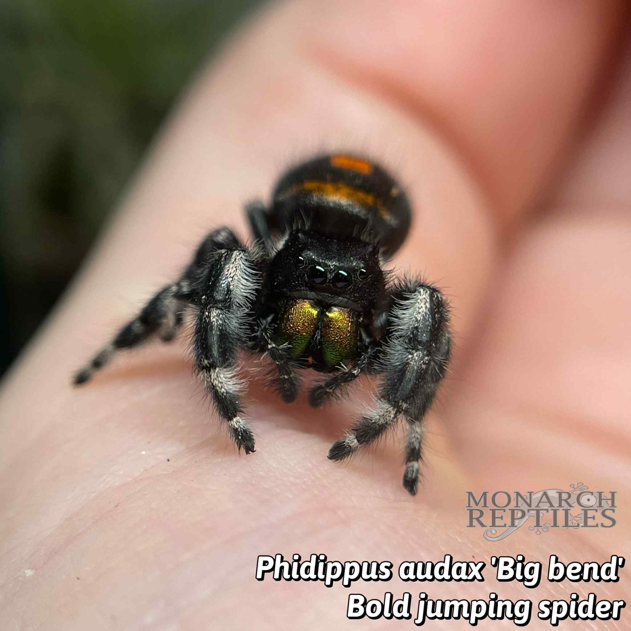 Phidippus Audax -Big Bend -  Bold Jumping Spider - CB