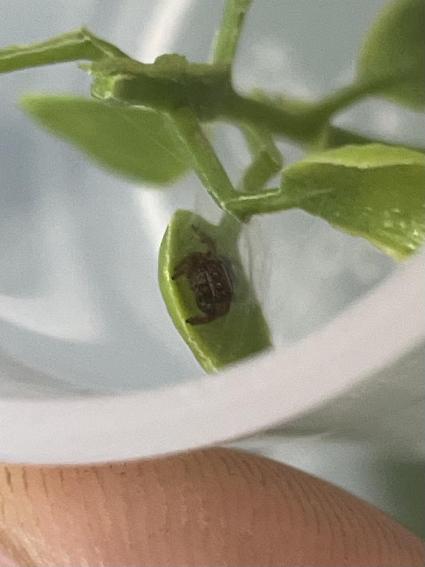 Phidippus Regius - Regal Jumping Spider - CB