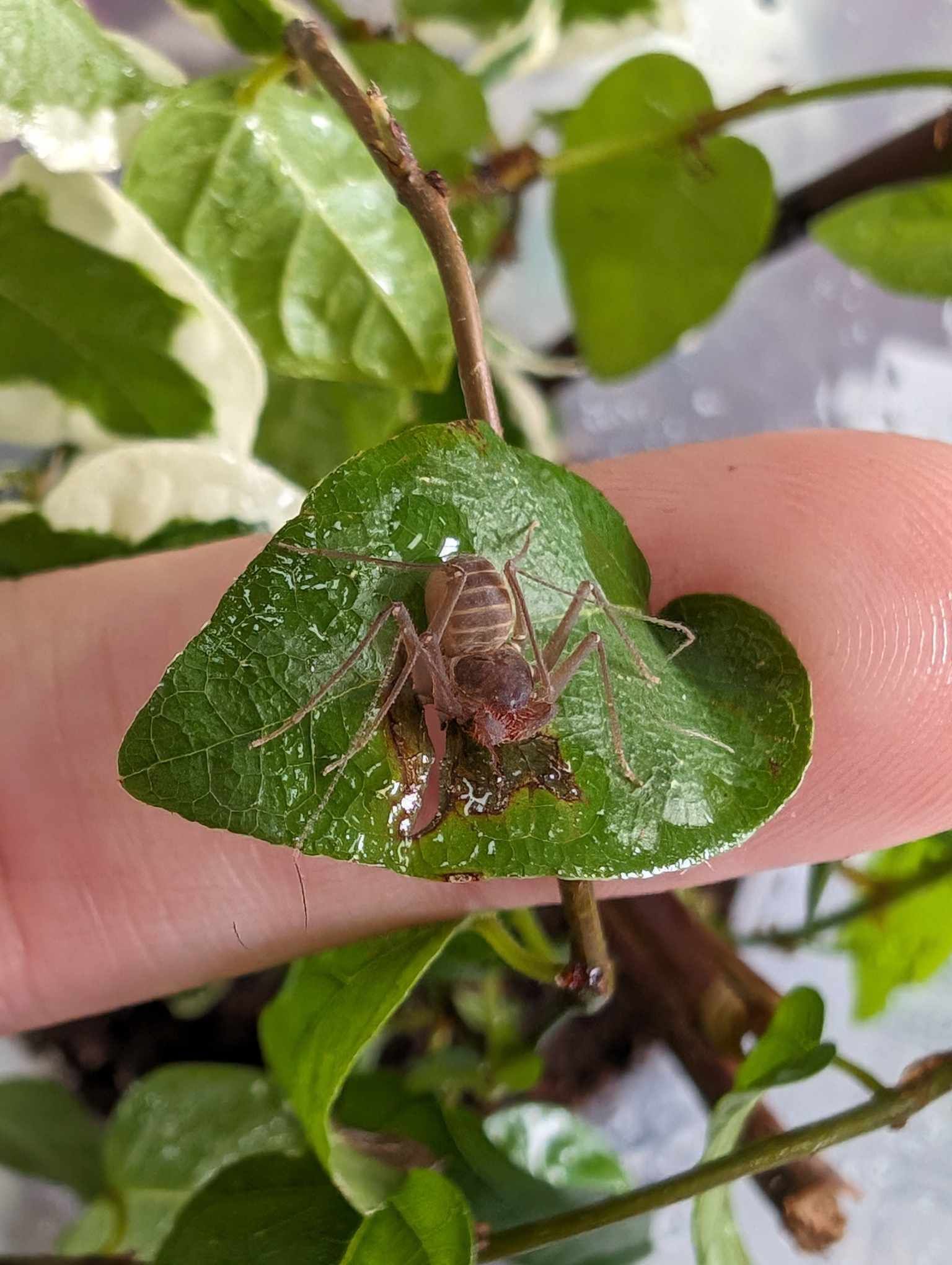 Charinus Acosta - Cuban Dwarf Tailess Whip Scorpion